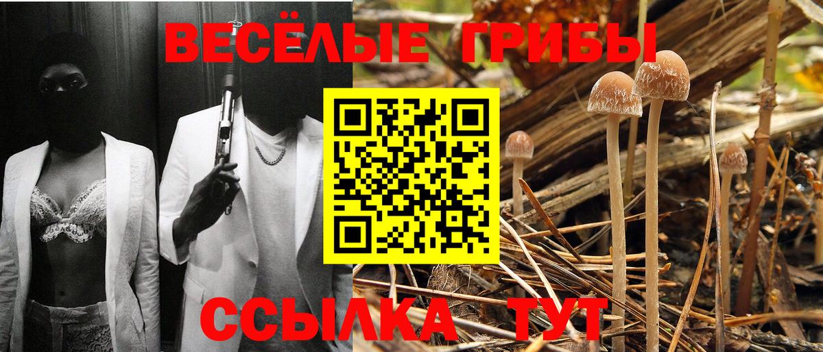 Псилоцибиновые грибы Psilocybine cubensis Полысаево